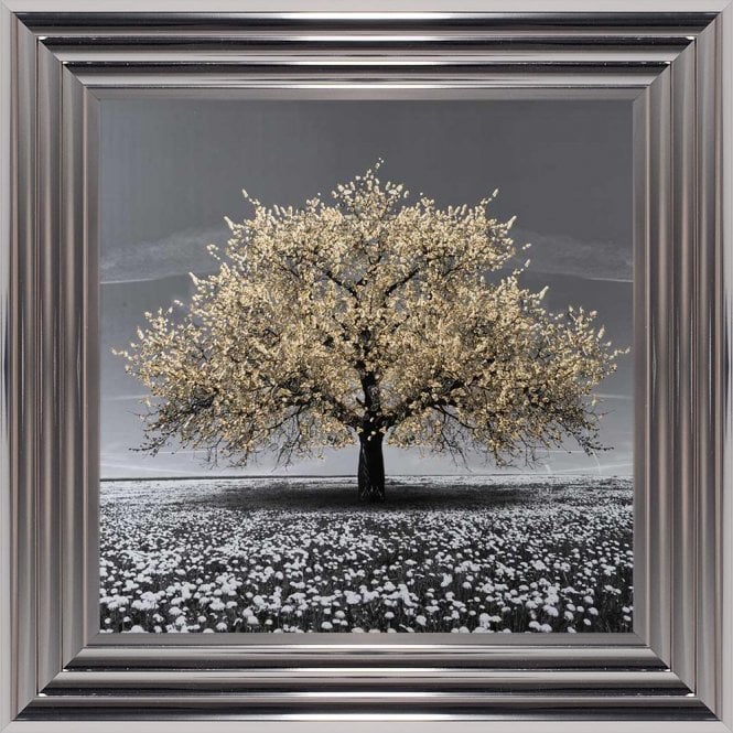 Tree - Cherry Tree - Champagne