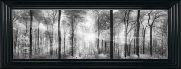 Glass Wall Art - Sunlight Forest - Black and White