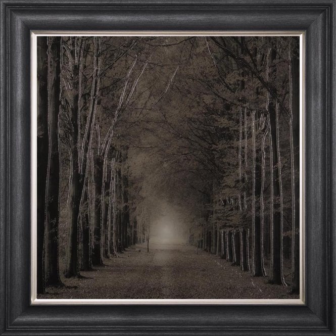 Tree - Woodland Path